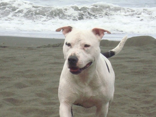 robin en la playa